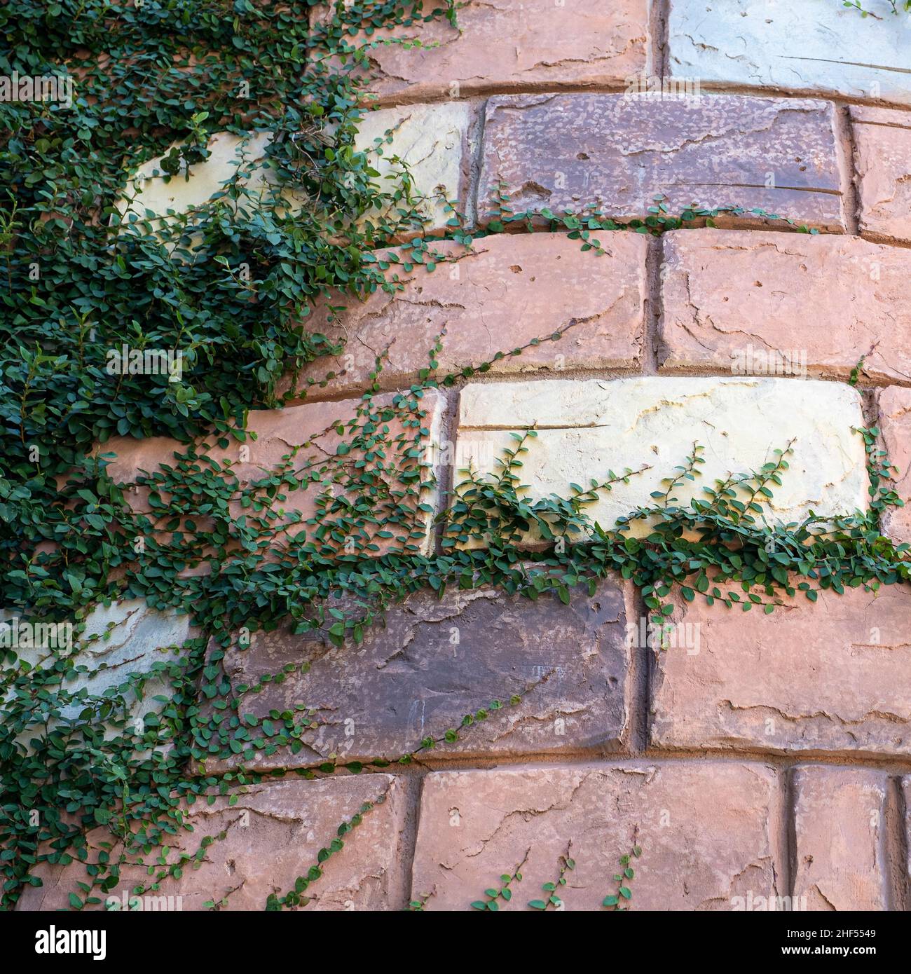 vines growing on the wall Stock Photo Alamy