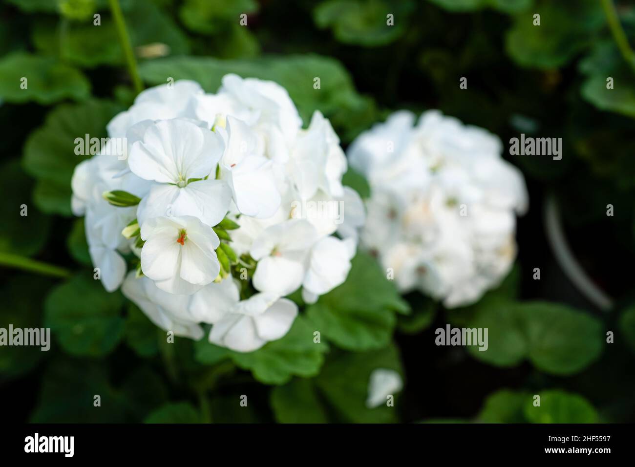 Growing Primrose – Primrose Plants In Your Garden Stock Photo