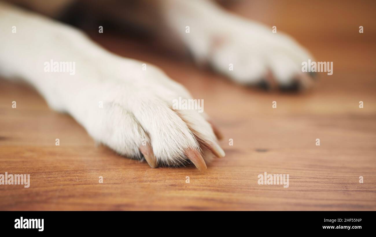 Paws of labrador retriever on wooden floor. Close-up of waiting dog at home. Stock Photo