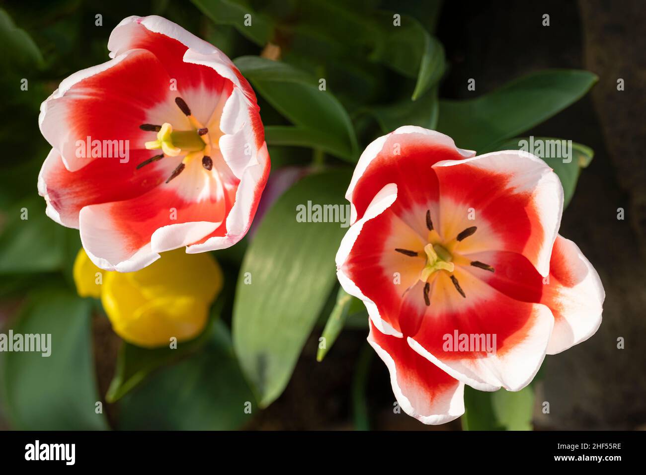 Tulip, the national flower of the Netherlands Stock Photo Alamy