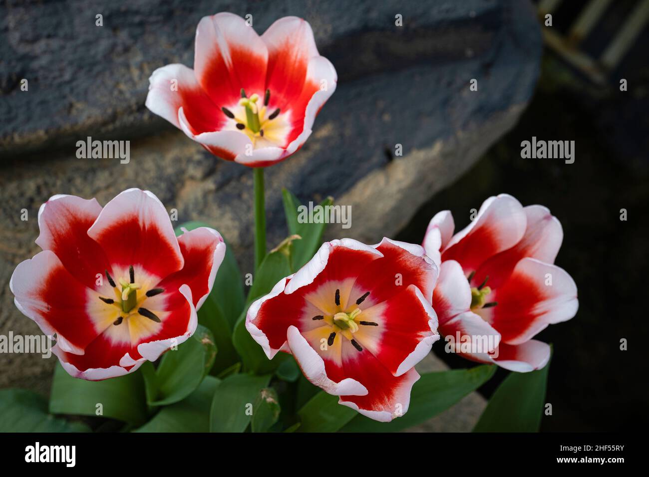Tulip, the national flower of the Netherlands Stock Photo Alamy