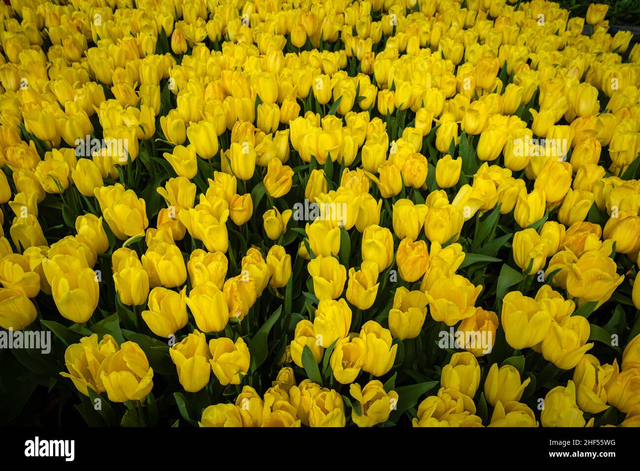 Tulip, the national flower of the Netherlands Stock Photo Alamy