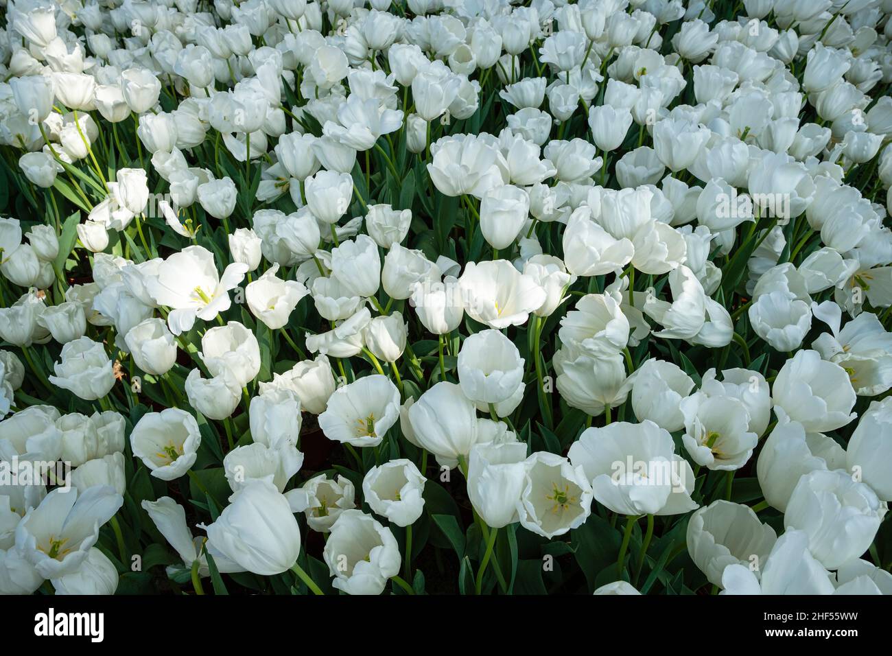 Tulip, the national flower of the Netherlands Stock Photo Alamy