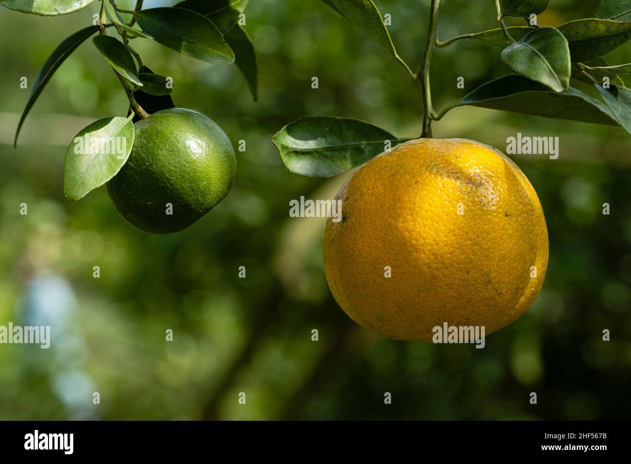 persimmon tangerine fruit in Sa Dec city, Vietnam Stock Photo Alamy