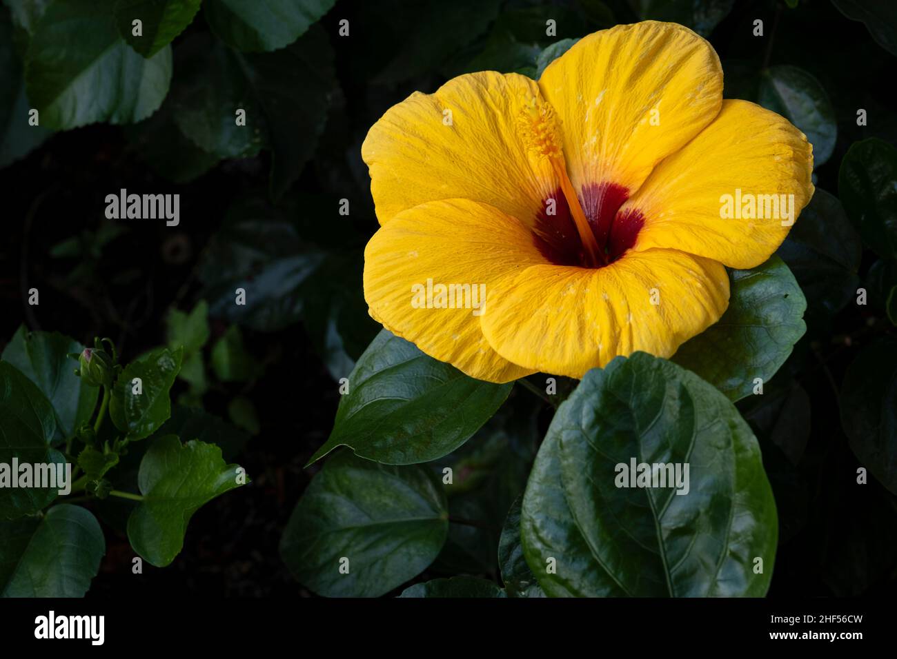 Hibiscus flower, the national flower of Malaysia Stock Photo Alamy