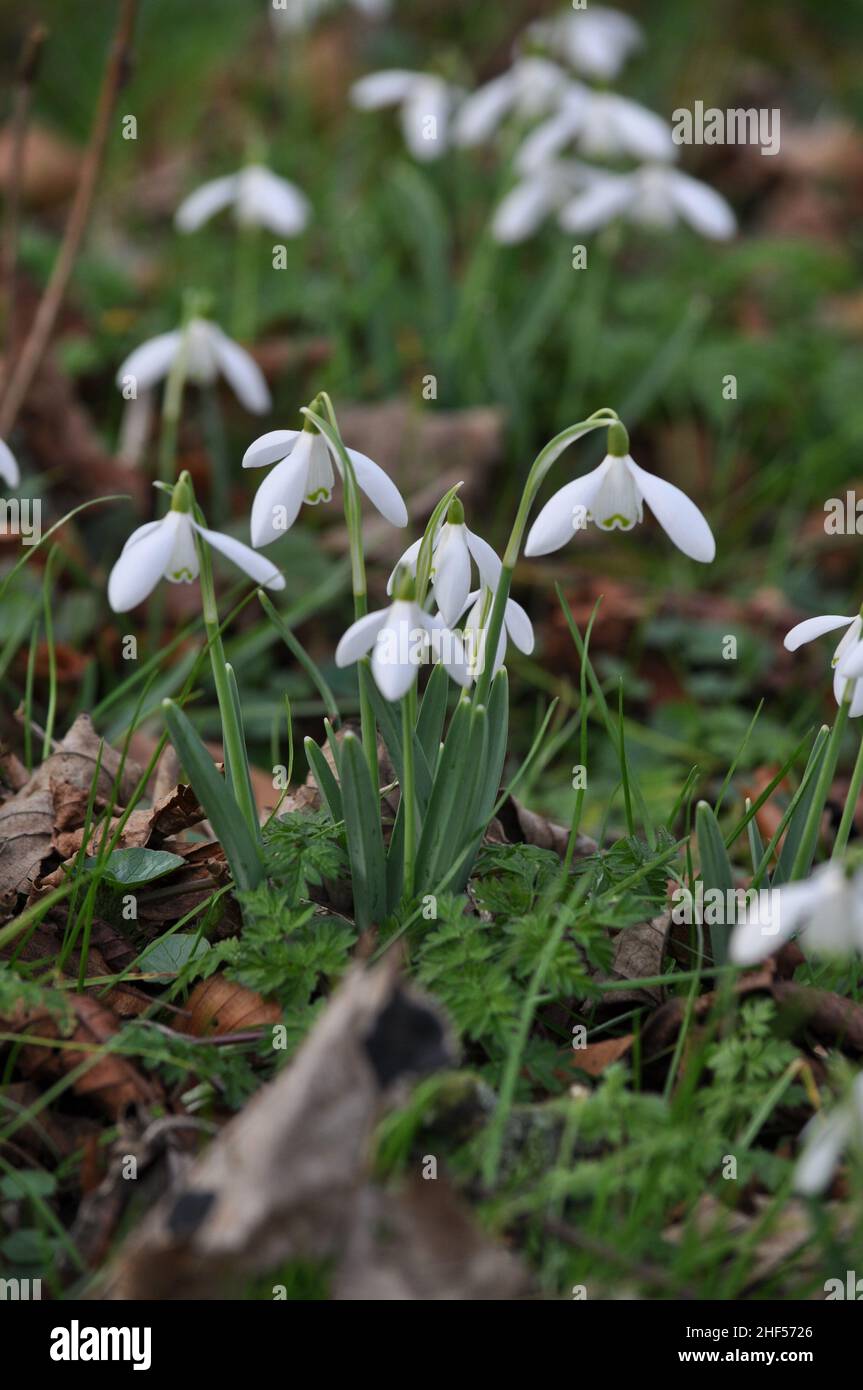 A clump of snow drops (Galanthus snowdrop) which are wide open in early spring with leaf litter on the ground Stock Photo
