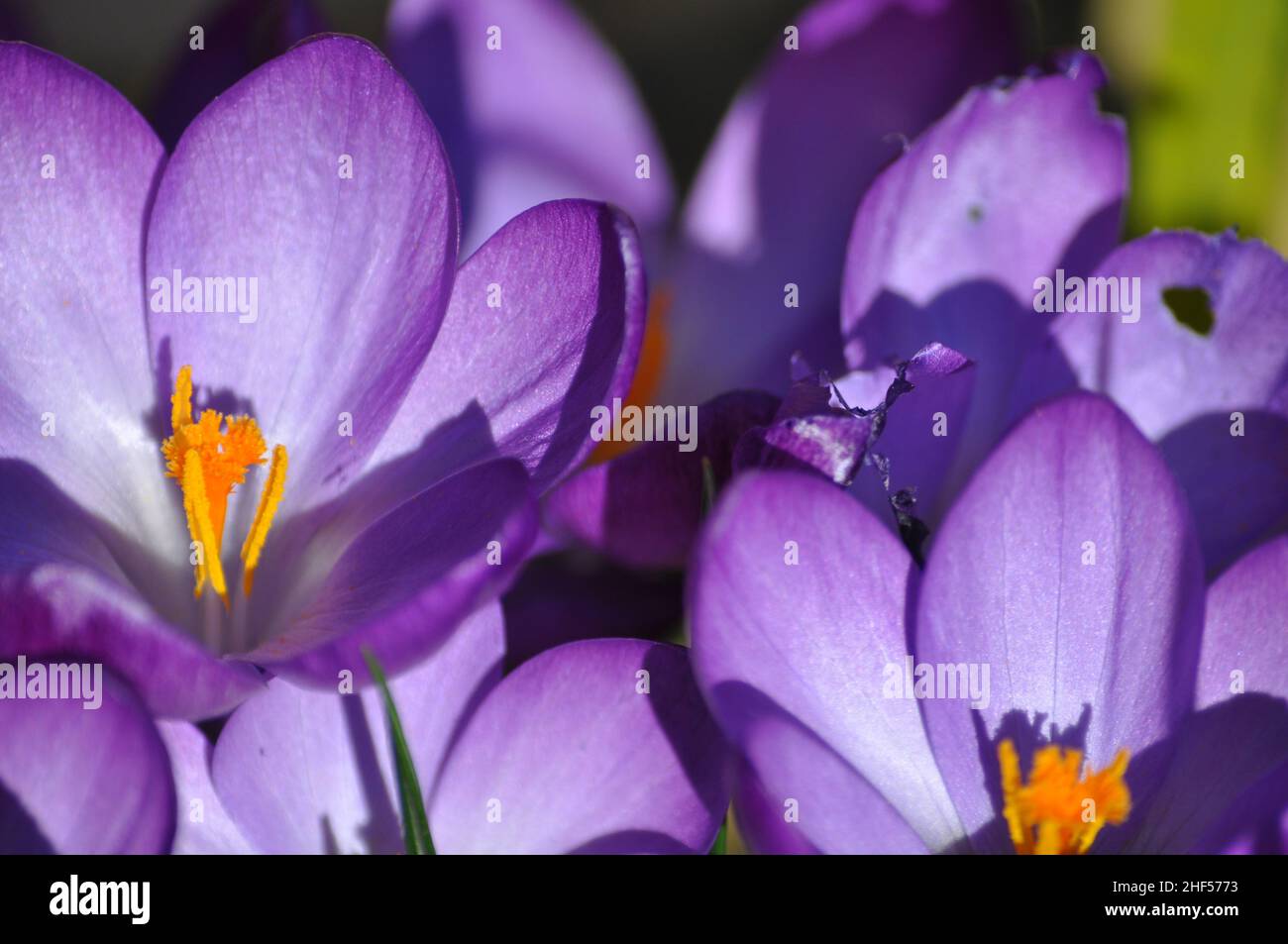 A collection of purple crocus flowers (crociudear) with opened petals growing in a garden in spring time, UK Stock Photo