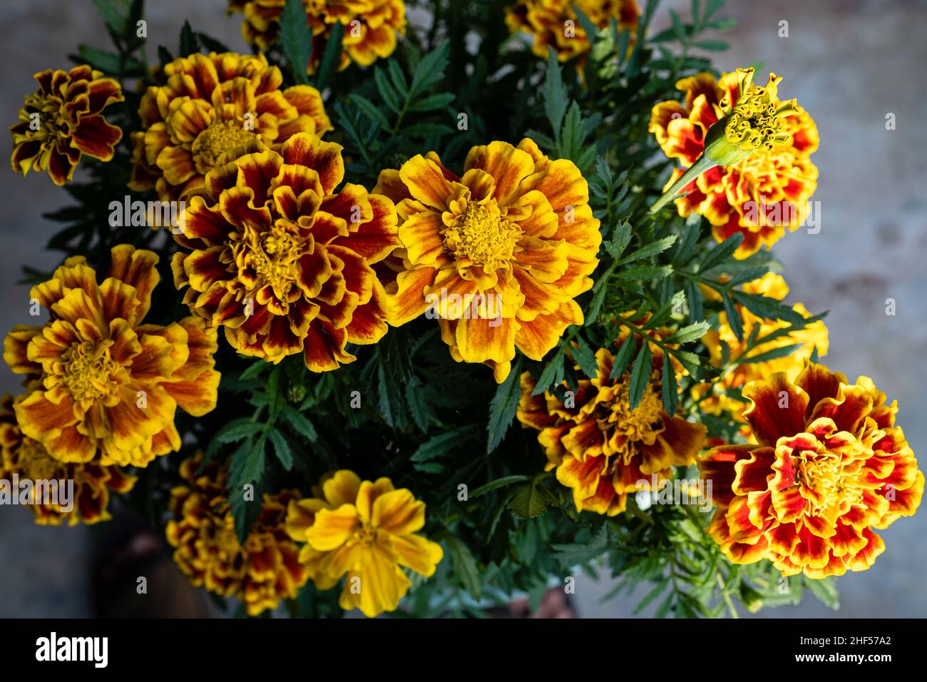 Marigold flower symbol for good luck Stock Photo Alamy
