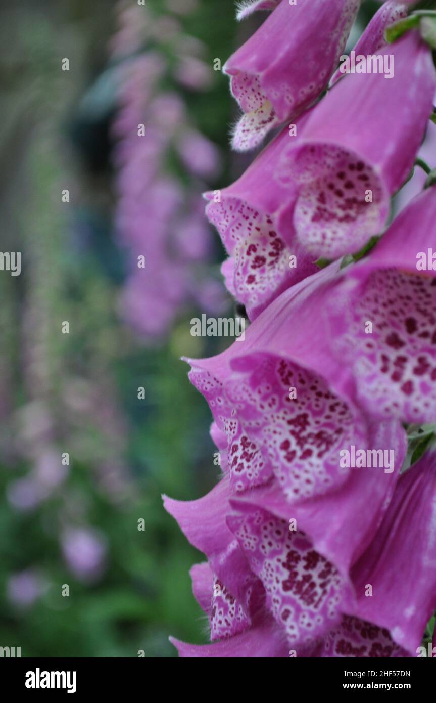 A close up of Foxglove flowers (Digitails) spotted in a garden in East Yorkshire, England Stock