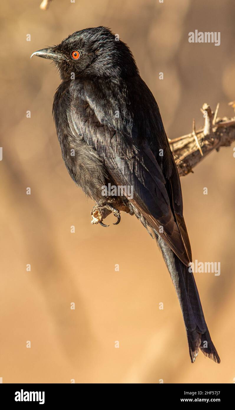Fork-tailed Drongo in the Kgalagadi Stock Photo - Alamy