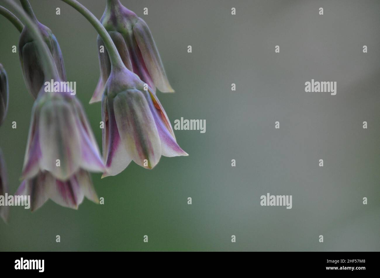 A close up photograph of Sicilian Honey Garlic (Nectaroscordum siculum) set against a blurred background with copy space Stock Photo