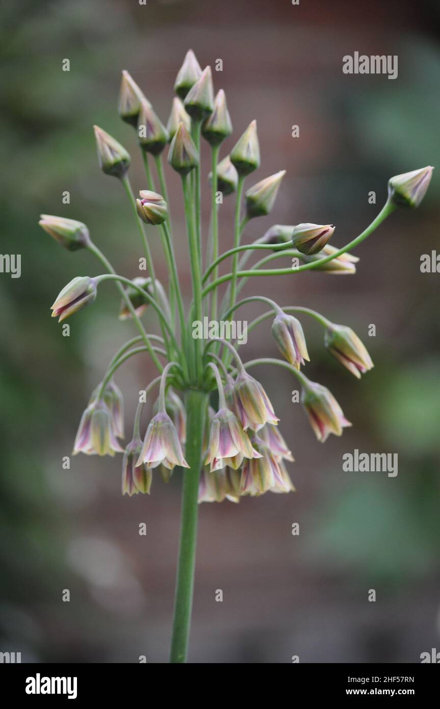 A Sicilian Honey Garlic (Allium) showing bell like flowers at the bottom and flowers which are going to seed at the top of this attractive allium Stock Photo