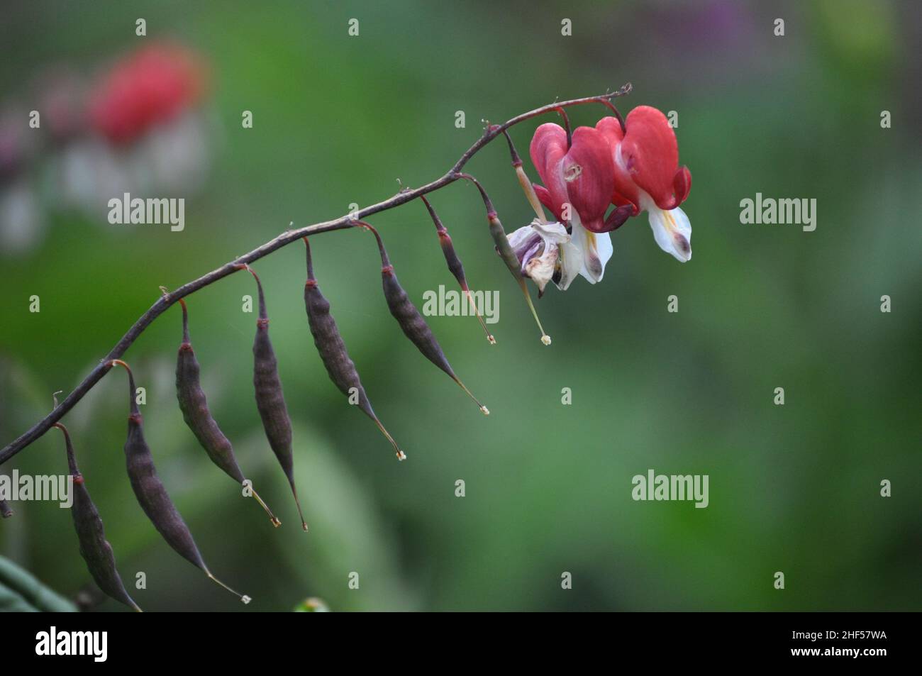 A stem of a red bleeding heart plant (Dicentra Formosa) showing formed seed pods and two remaining hearts at the end of the stem. Stock Photo