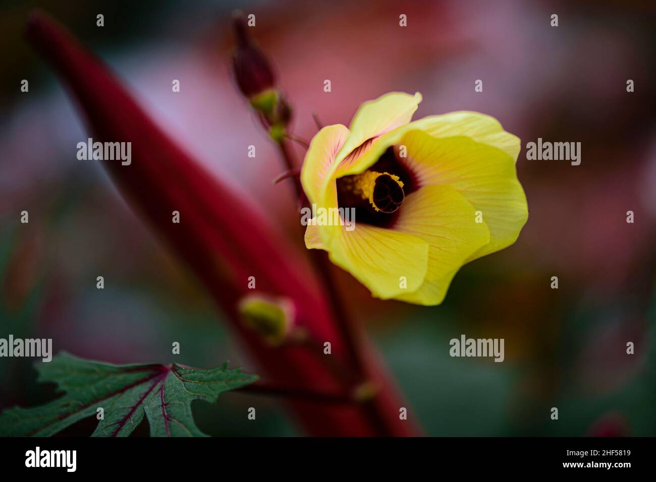 The flowers of the okra plant are so beautiful Stock Photo Alamy