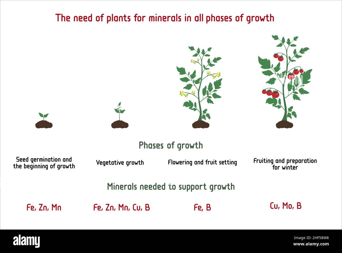 The need of plants for minerals in all phases of growth. Education editable vector illustration. Plants requirements for minerals. Stock Vector