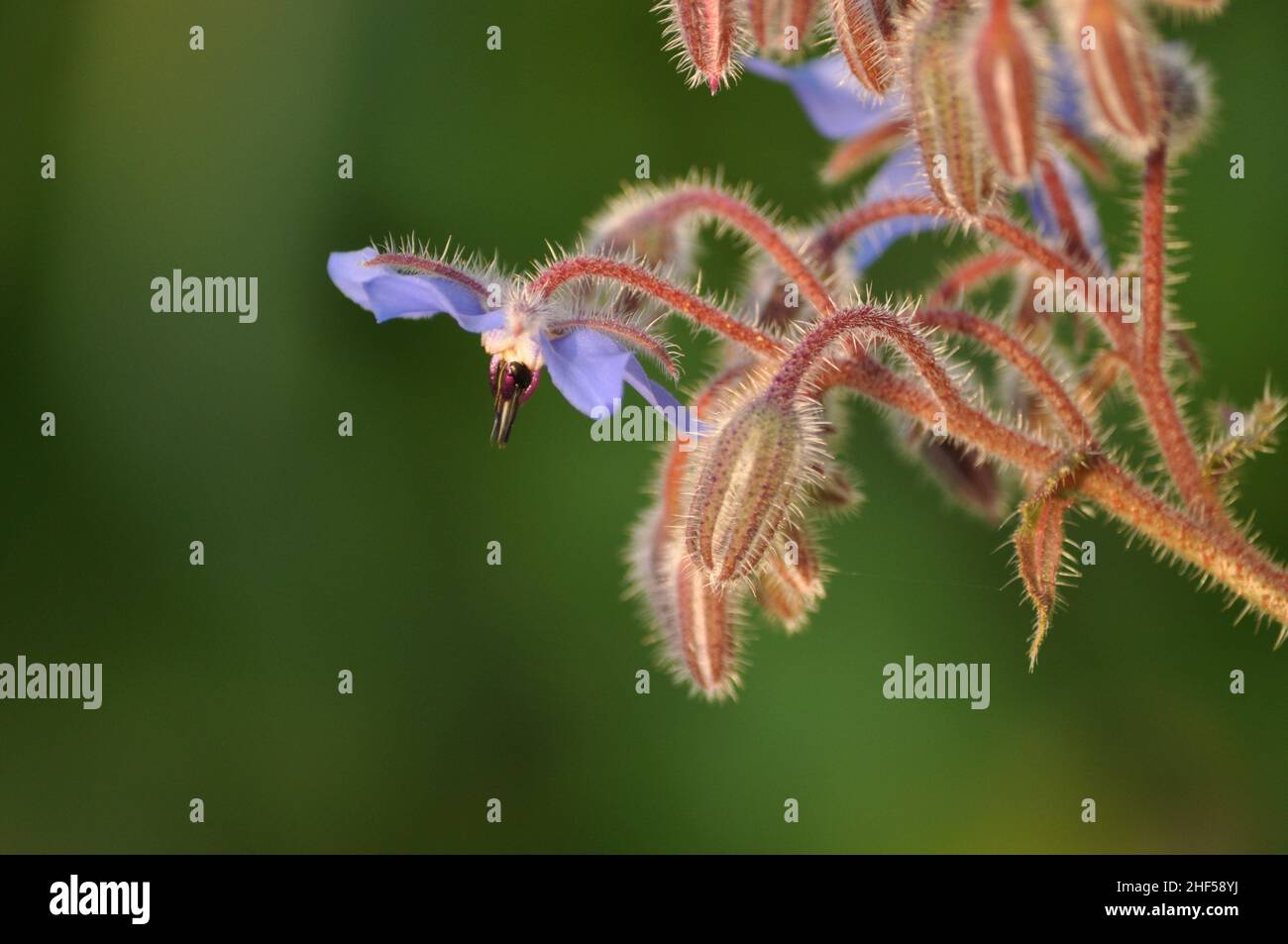 A side view of a borage flower stem (Borago officinalis) with a green ...