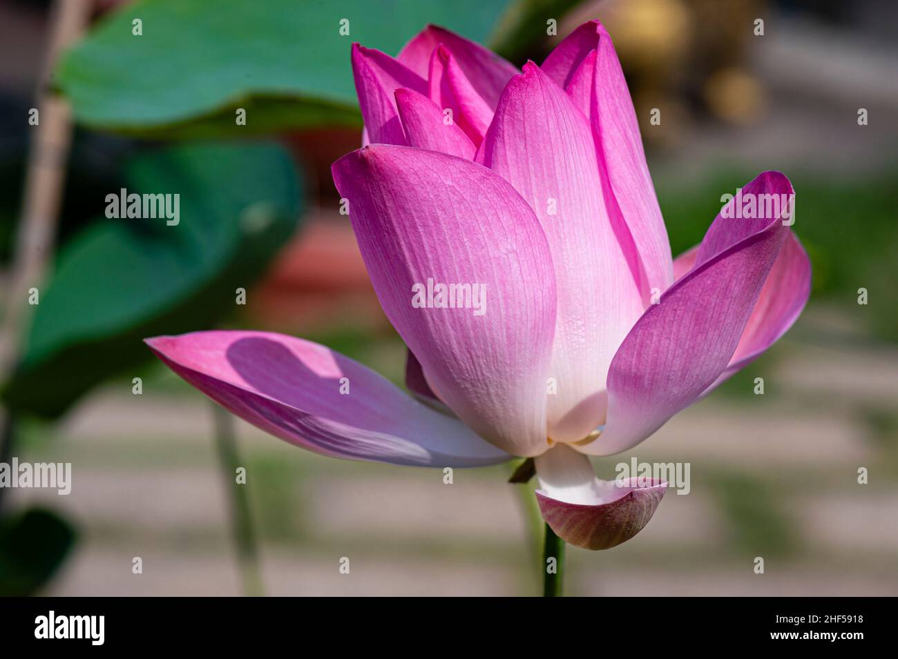 lotus, the national flower of Vietnam Stock Photo Alamy