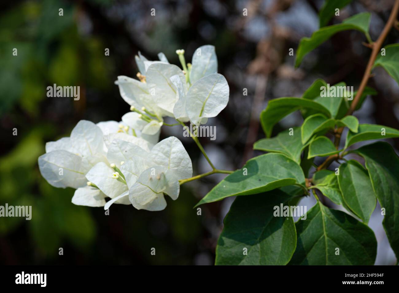 confetti, woody plant, shrub or tree with thorns Stock Photo