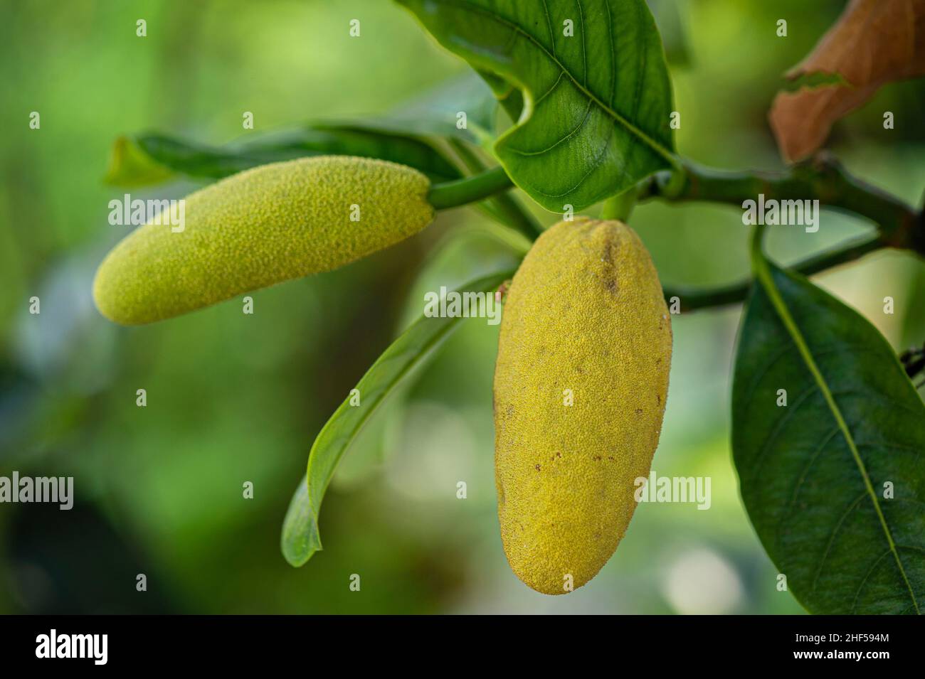 Young jackfruit, a delicious fruit of the tropics Stock Photo Alamy