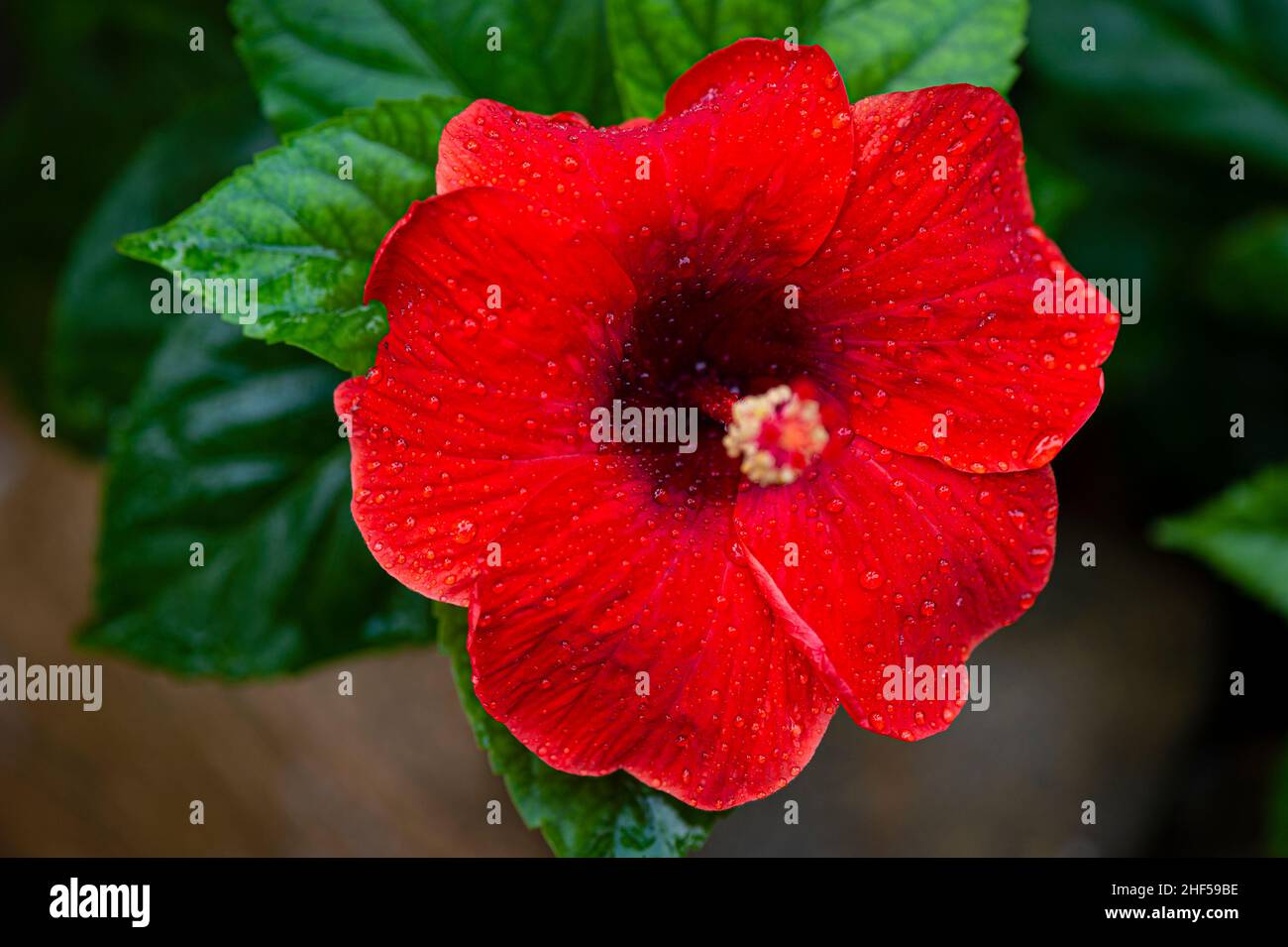 Hibiscus flower, the national flower of Malaysia Stock Photo Alamy