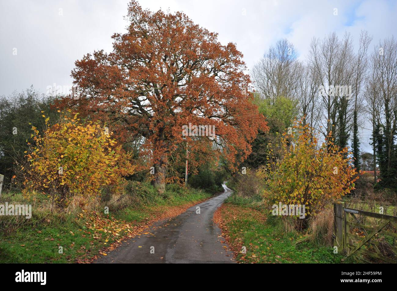An autumn lane at Lower Southrepps, north Norfolk, England, UK Stock Photo