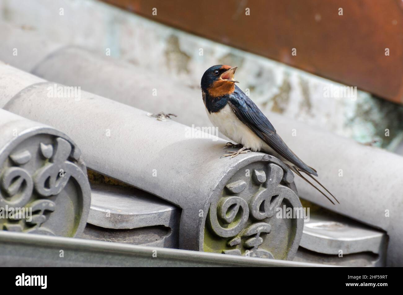 Tiny swallows perch on the roofs of houses in Okage Yokocho, Ise, Japan. Stock Photo