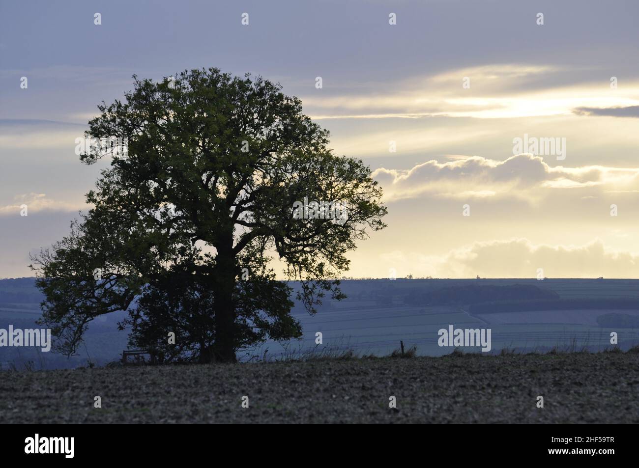 Ash tree in the evening, south-east of Sledmere, East Riding, Yorkshire, England, UK. Stock Photo