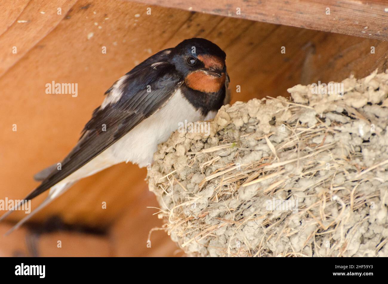 Small swallow perched on its nest under a house roof in Okage Yokocho, Ise, Japan. Stock Photo