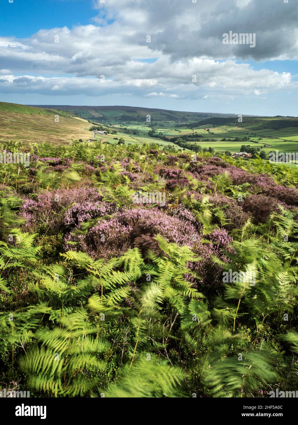 Little Fryupdale, North Yorks Moors National Park, Yorkshire Stock Photo