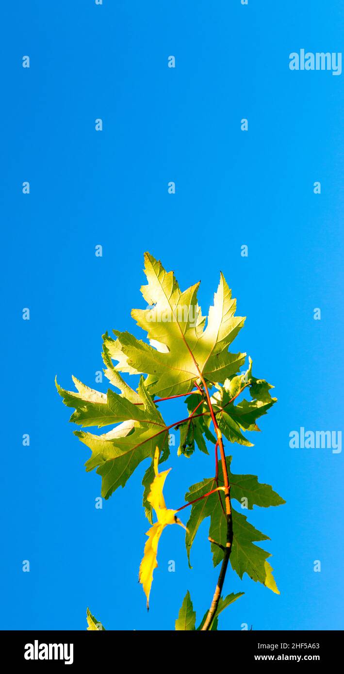 Autumn leaves with the blue sky background Stock Photo - Alamy