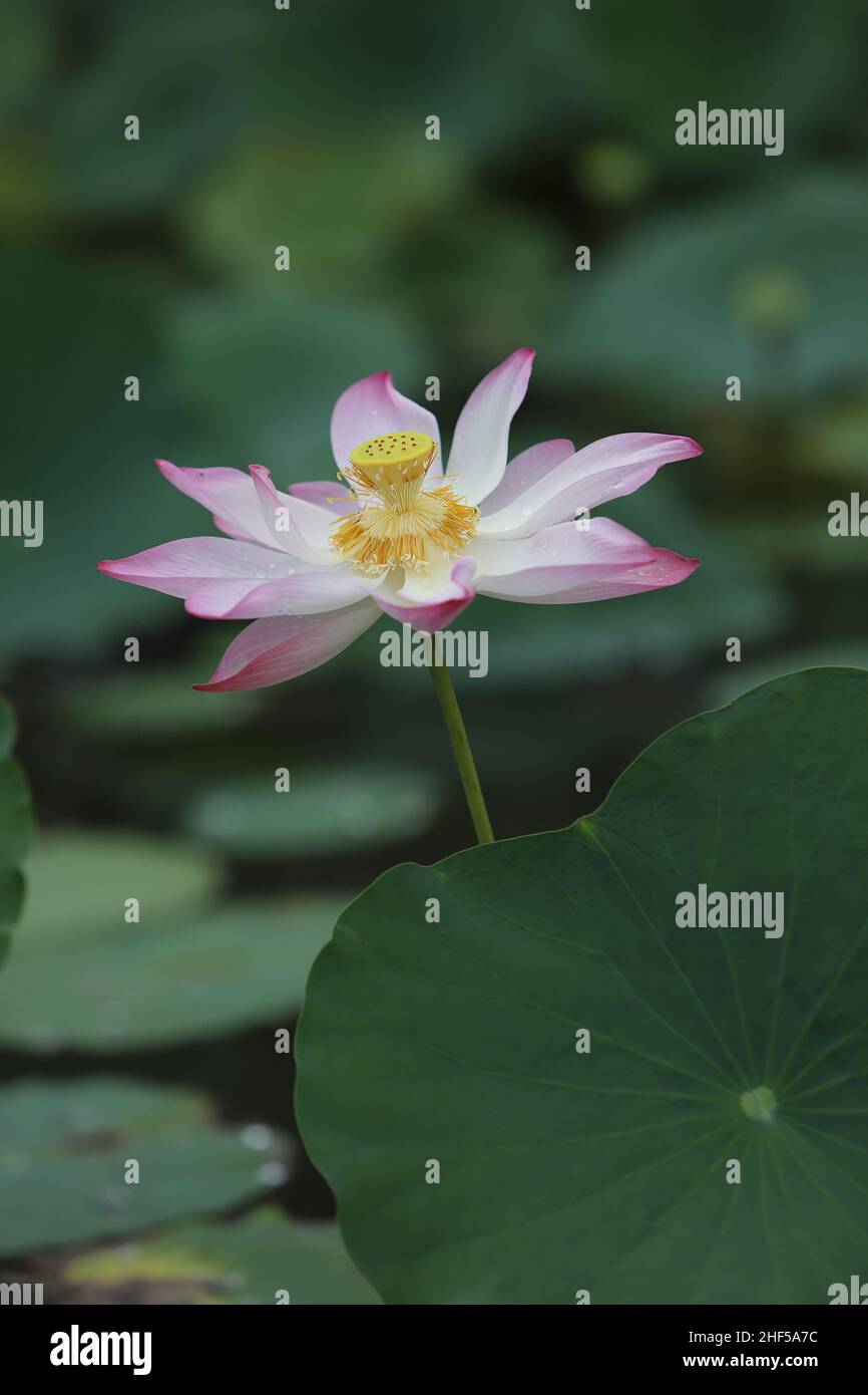 lotus, the national flower of Vietnam Stock Photo - Alamy
