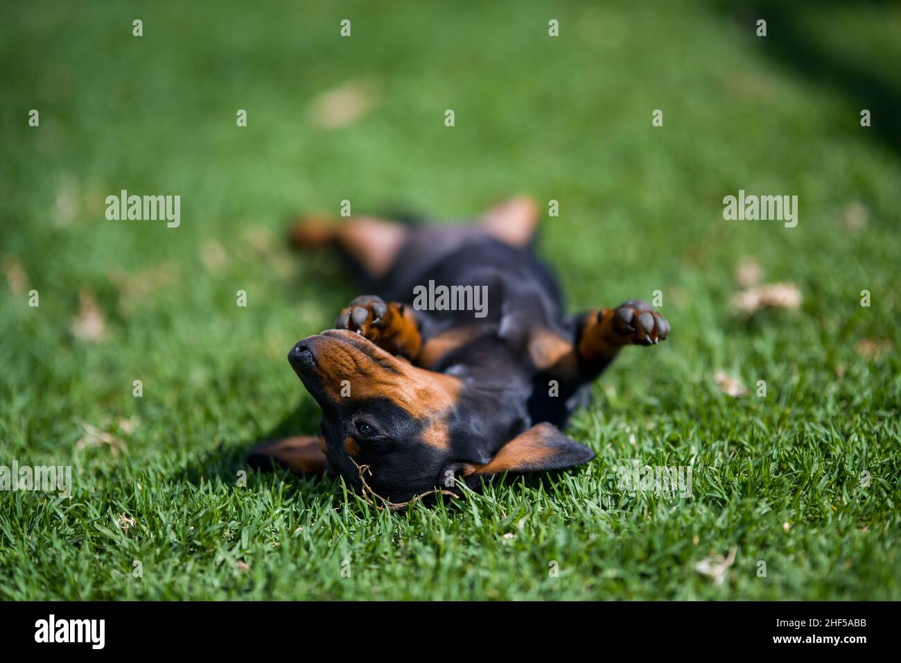 Exhausted Dachshund lying on her back in the sun on the grass Stock ...