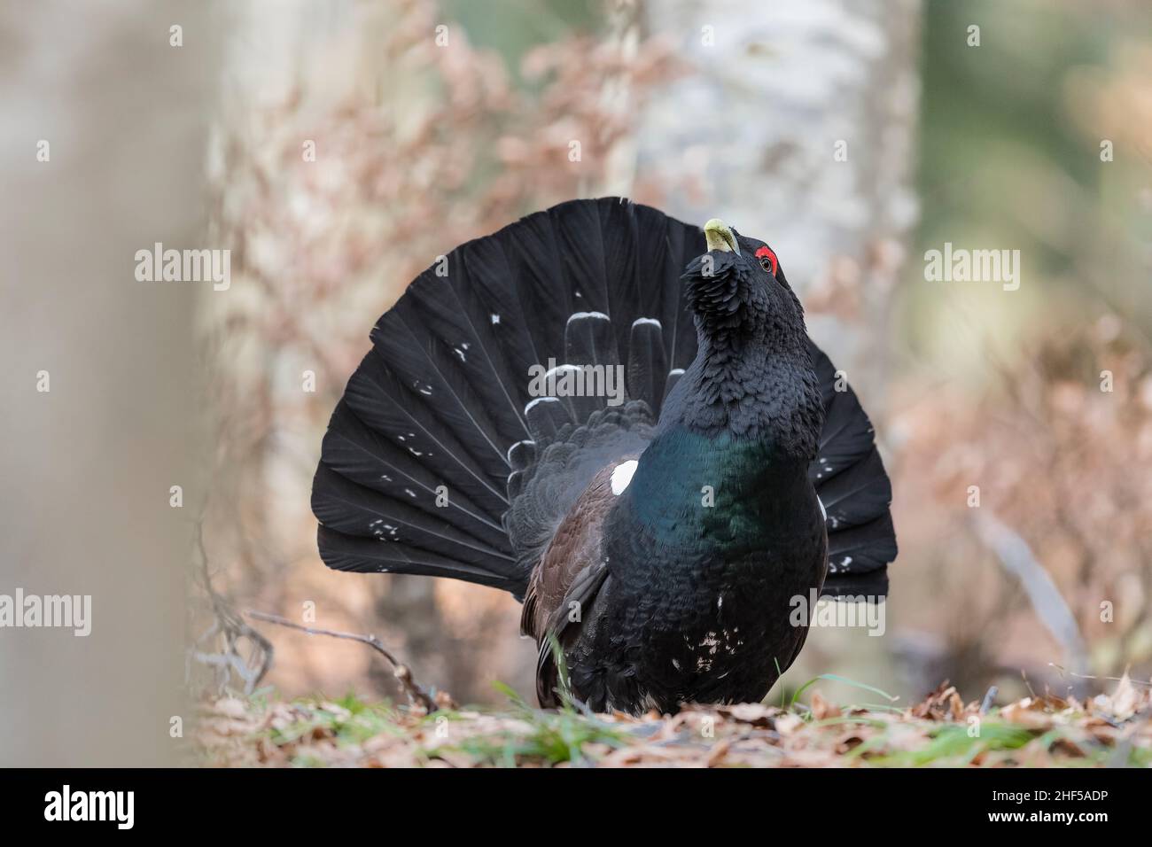 The king of the woods, fine art portrait of Capercaillie (Tetrao urogallus) Stock Photo