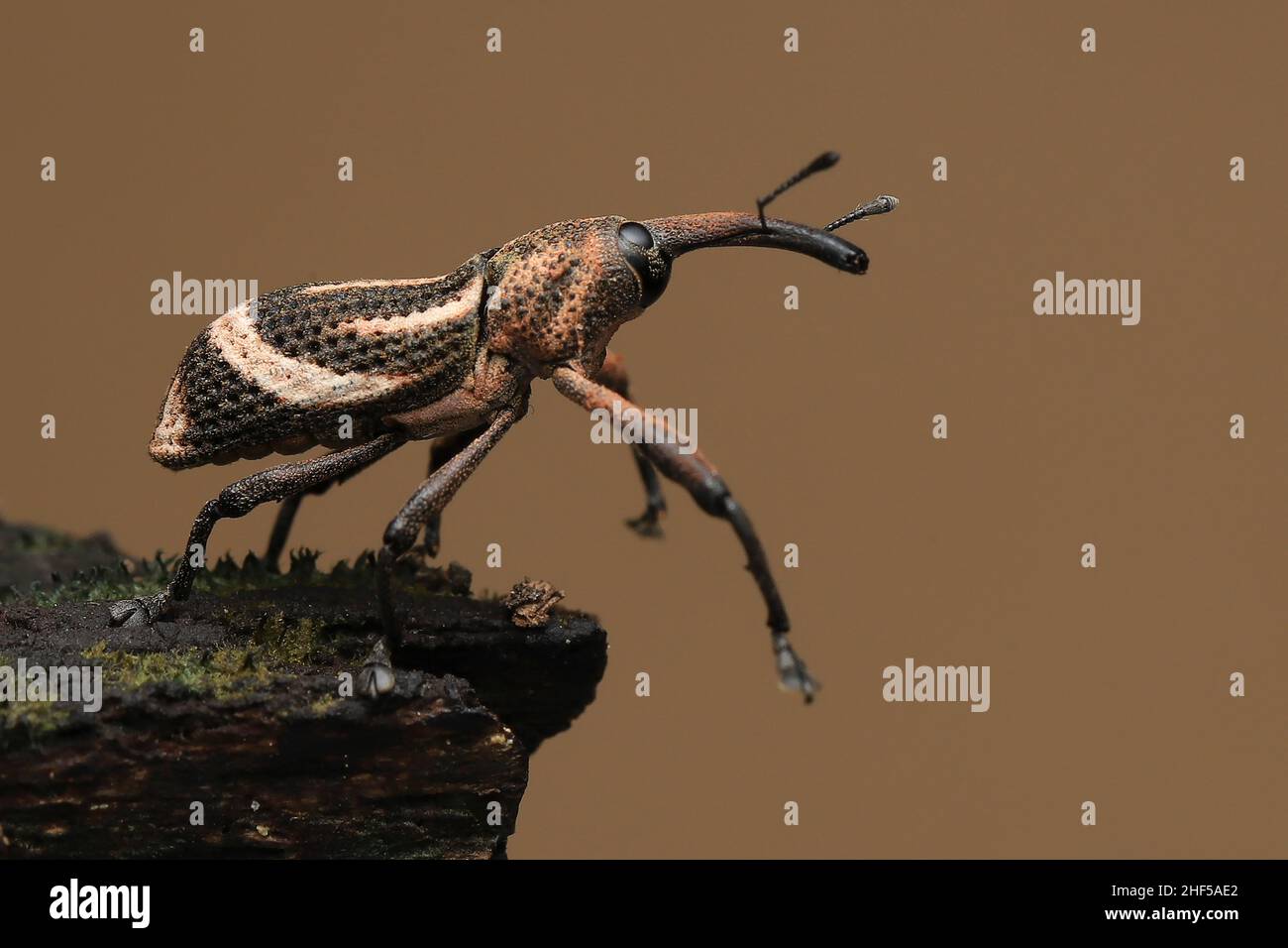 Kind Small Insect Close-up beauty of tiny insects Stock Photo - Alamy