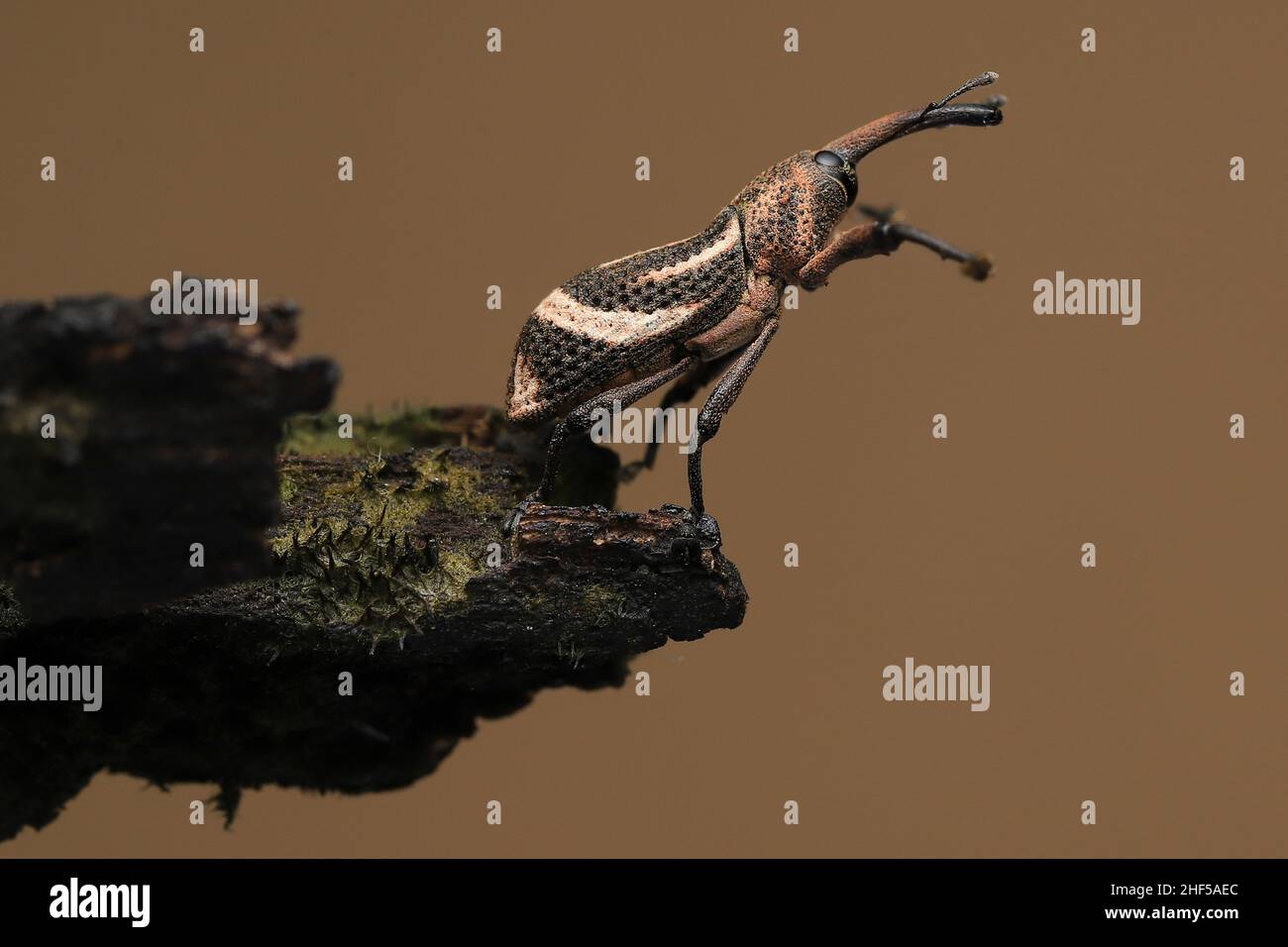 Close-up beauty of tiny insects Stock Photo - Alamy