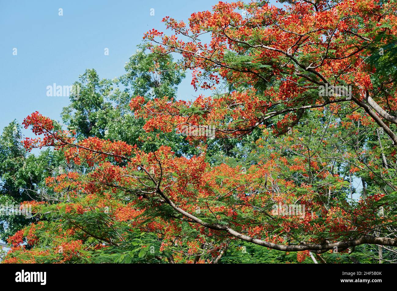 Flamboyant, Royal poinciana, Mohur tree Stock Photo Alamy