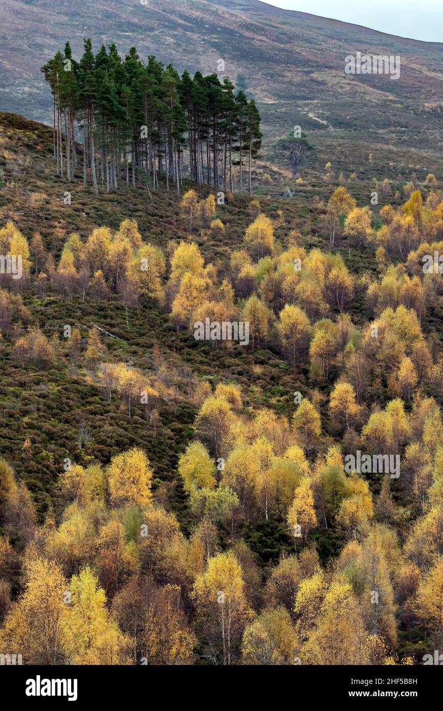 Autumn Birches and Scots Pine, Glen Cannich, Highlands Scotland Stock Photo