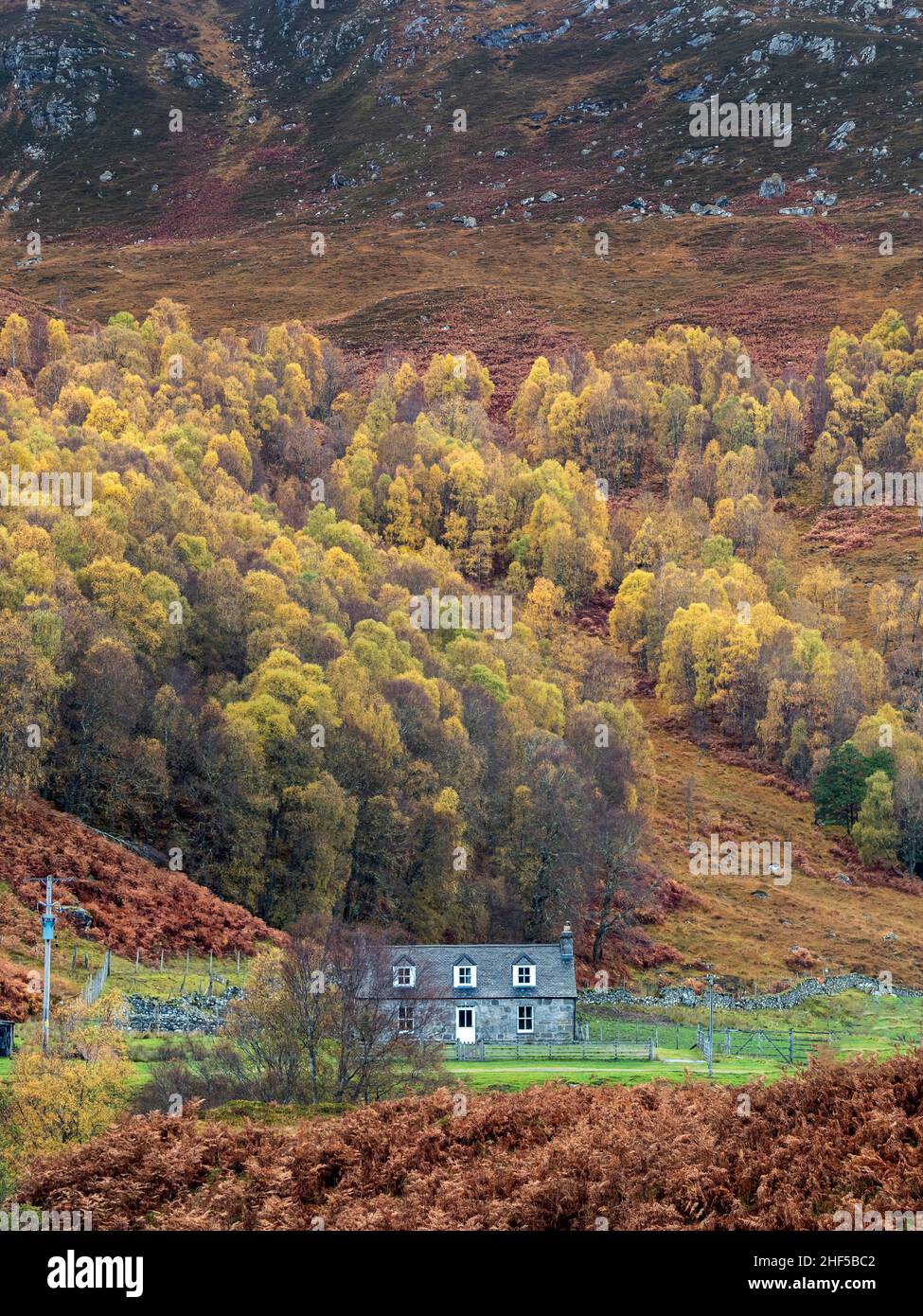 Autumn Birches Glen Cannich, Highlands Scotland Stock Photo