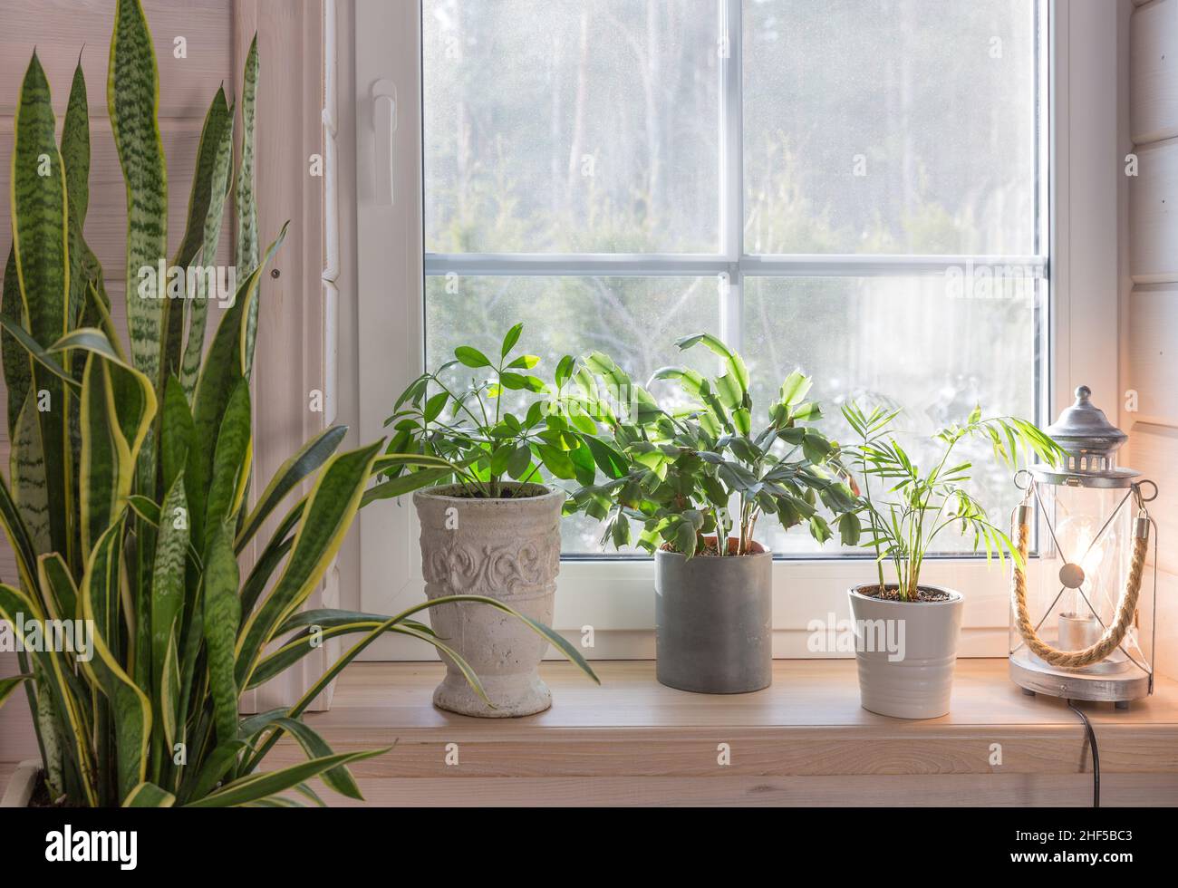 Biophilia design, biophilic interior, Sansevieria and indoor plants on the windowsill of a Scandinavian-style wooden house Stock Photo