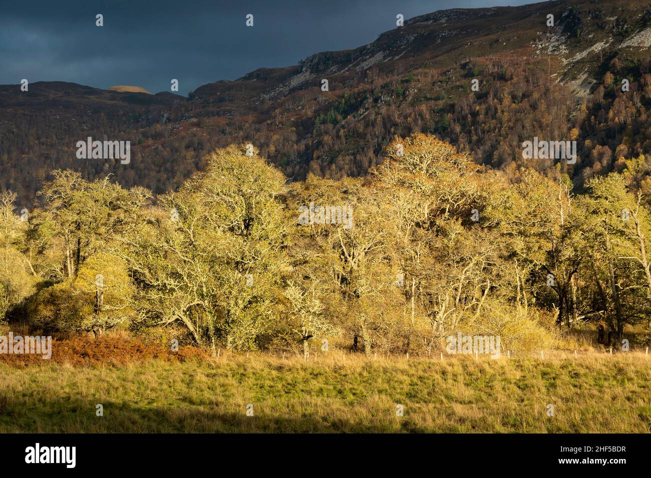 Roadside Trees between Cannich and Beauly in Autumn, Inverness Shire Highlands, Scotland Stock Photo