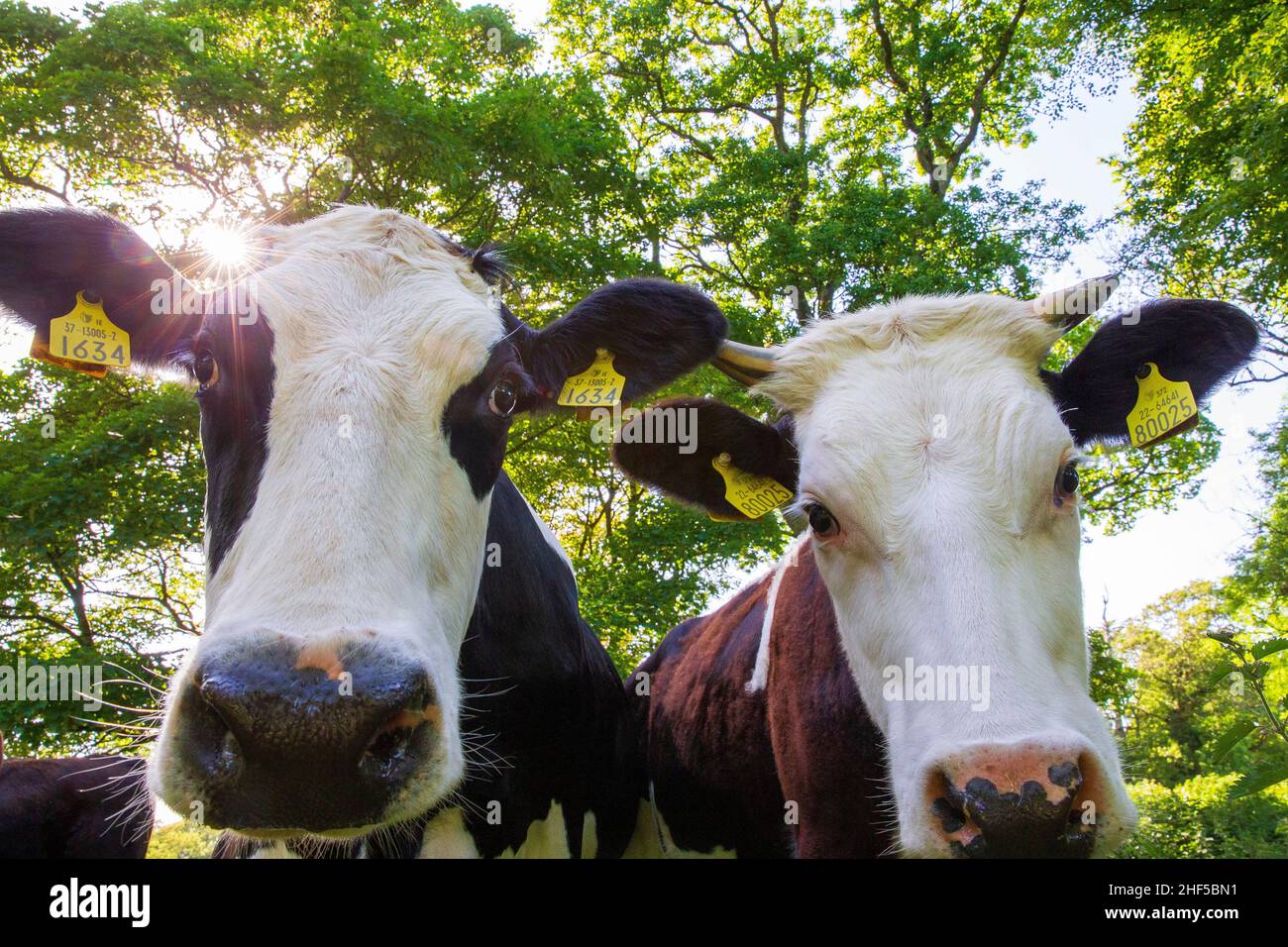 irish cattle Stock Photo