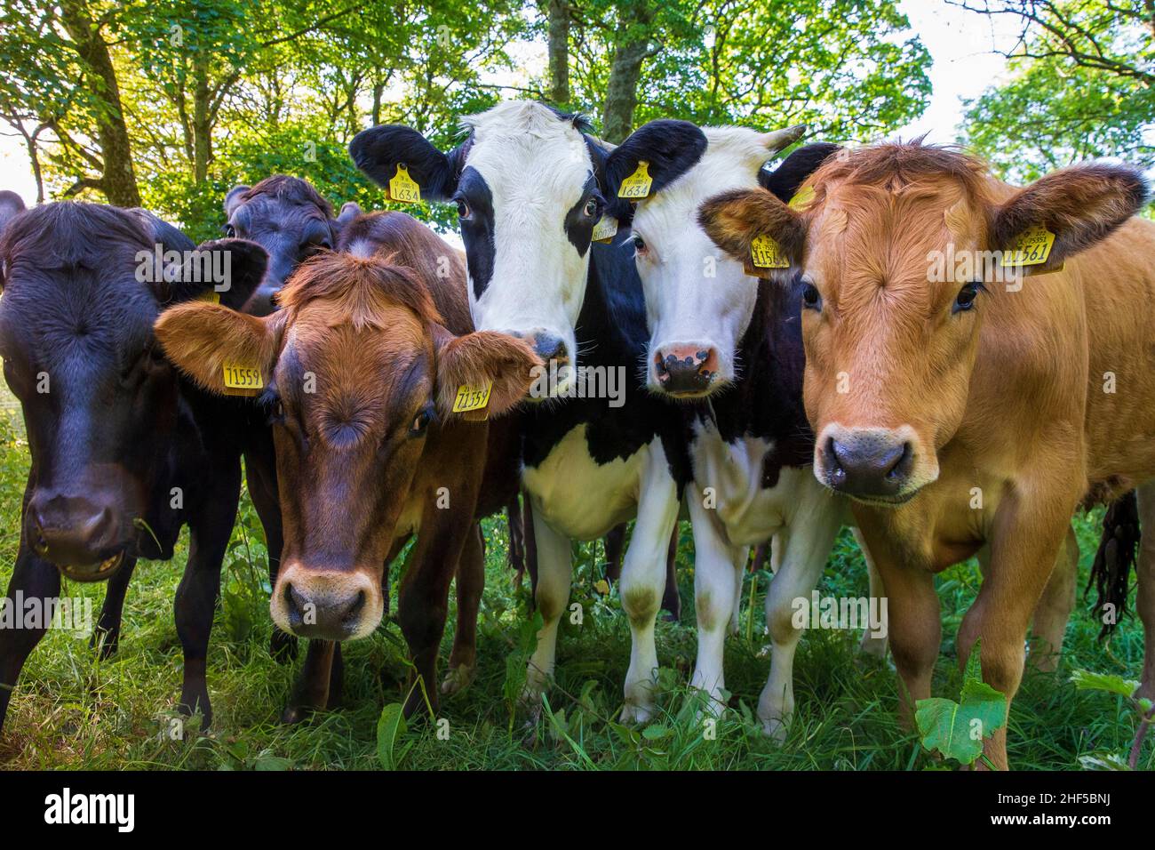 Jersey cows horns hires stock photography and images Alamy