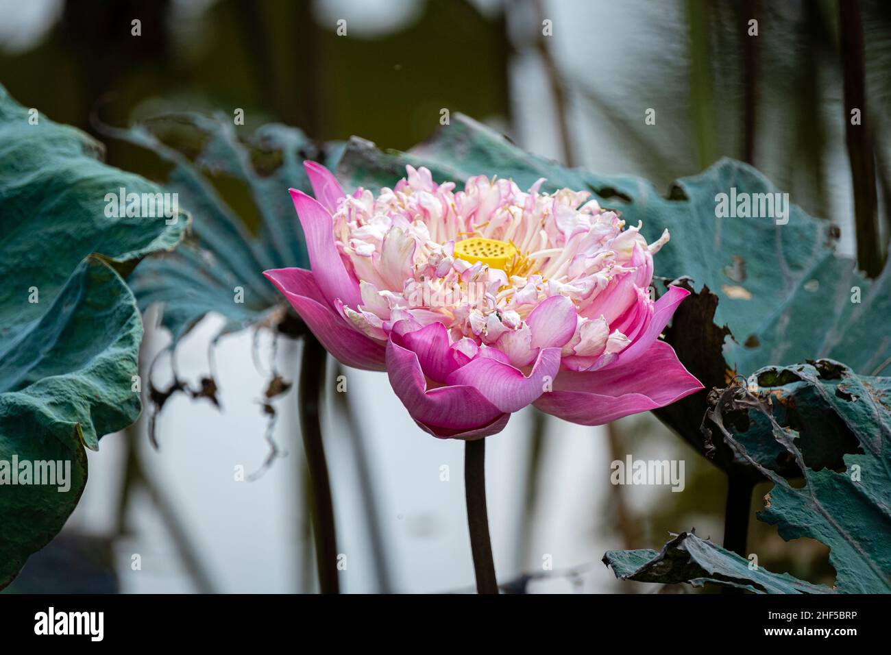 lotus, the national flower of Vietnam Stock Photo Alamy