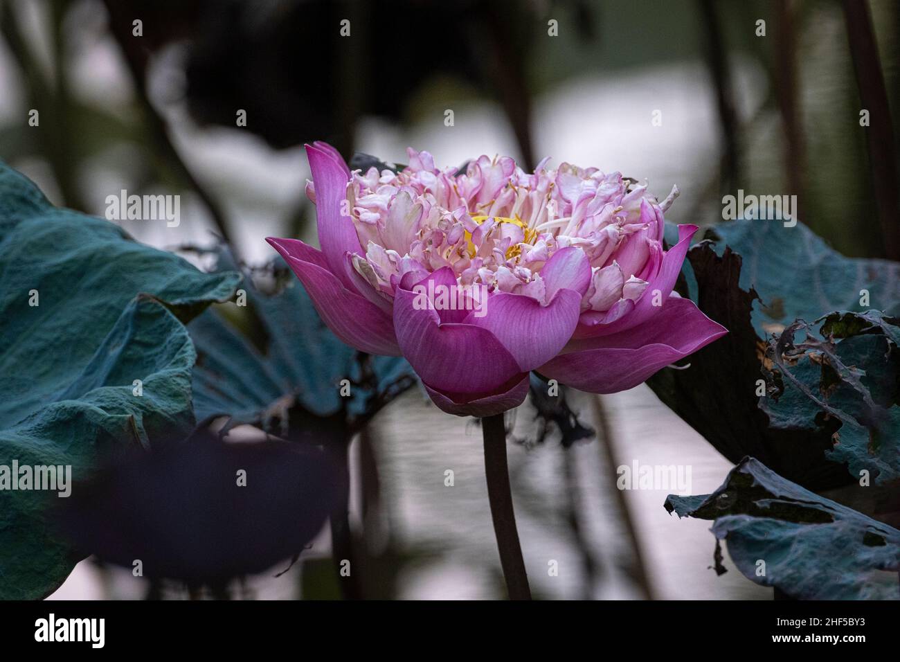 lotus, the national flower of Vietnam Stock Photo Alamy