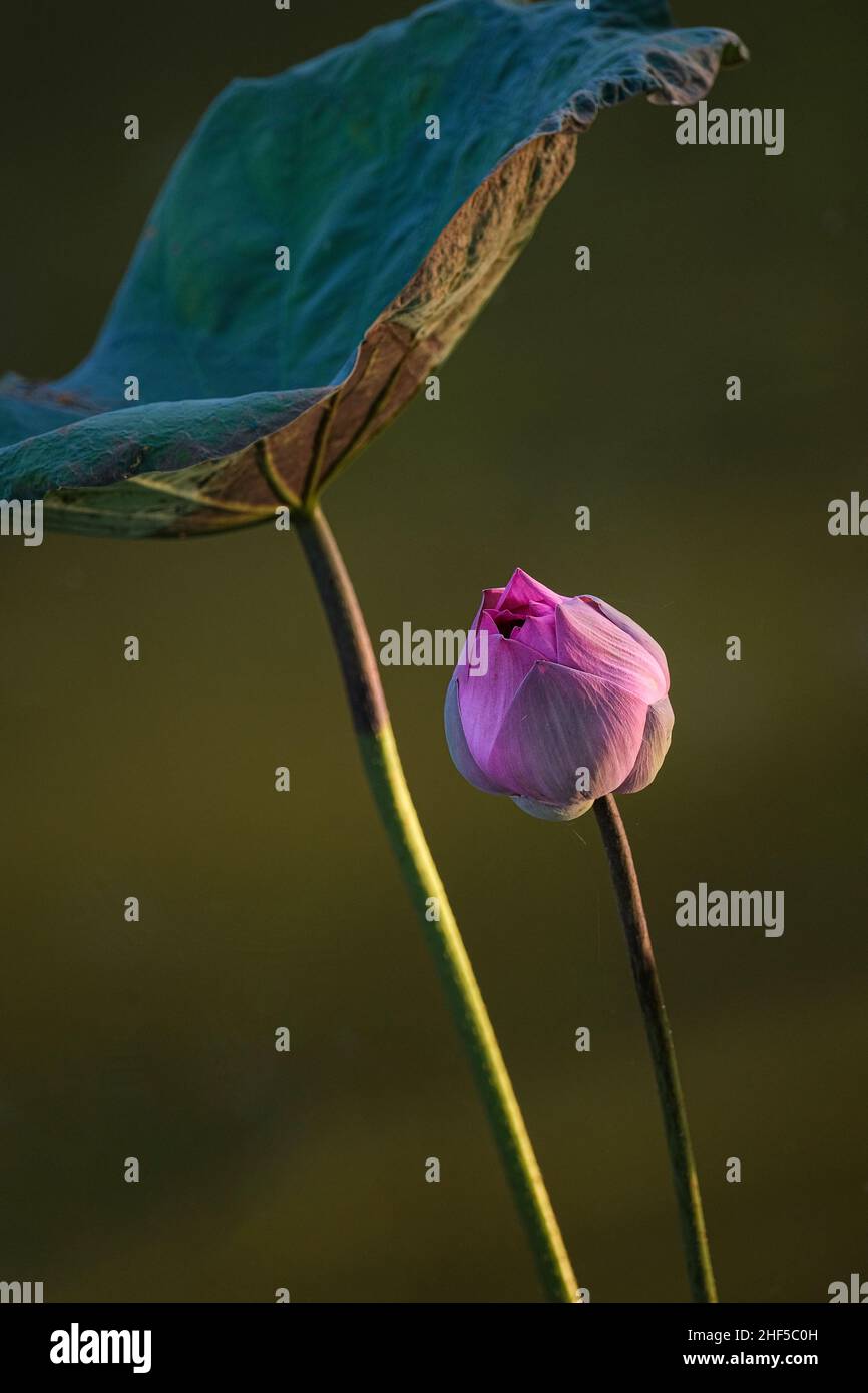 lotus, the national flower of Vietnam Stock Photo - Alamy