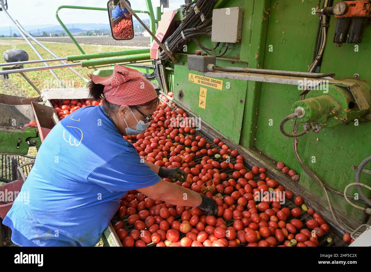 ITALY, Parma, Basilicanova, tomato contract farming for company Mutti s.p.a., harvest with Guaresi harvester, the harvested plum tomatoes are used for canned tomato, pulpo, passata and tomato concentrate / ITALIEN, Tomaten Vertragsanbau fuer Firma Mutti spa, die geernteten Flaschentomaten werden anschliessend zu Dosentomaten, Passata und Tomatenmark verarbeitet und konserviert, alles 100 Prozent Italien, Aussortierung unreifer und beschädigter Tomaten Stock Photo