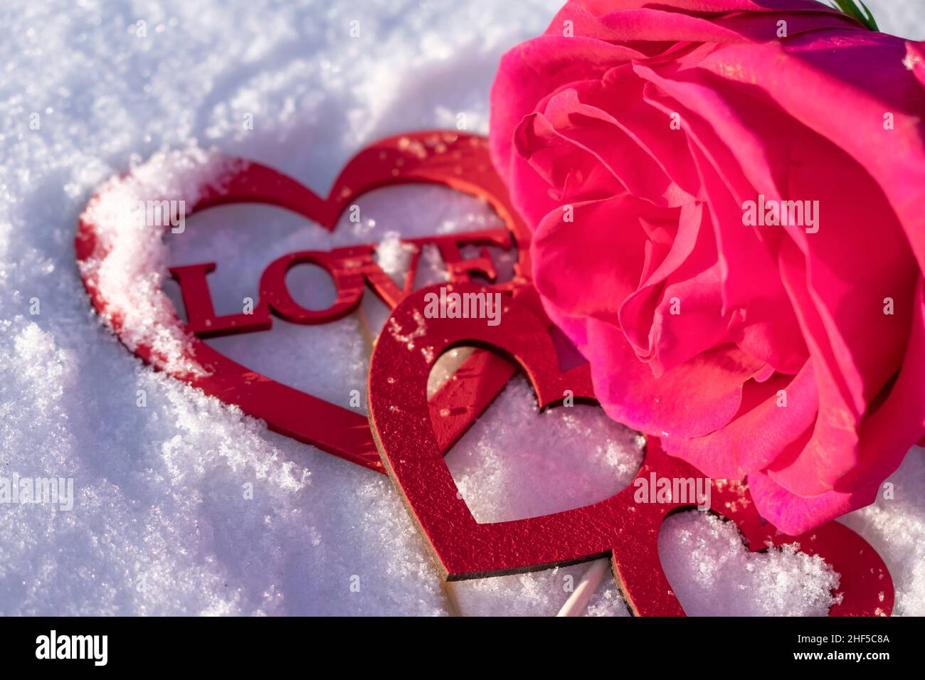 A lush rose in the snow with a beautiful love message as a sign of ...