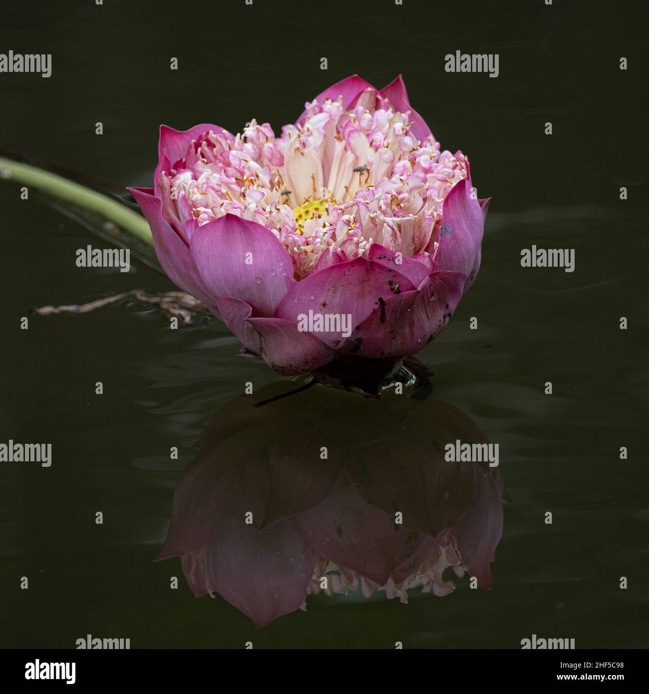 My Image 11