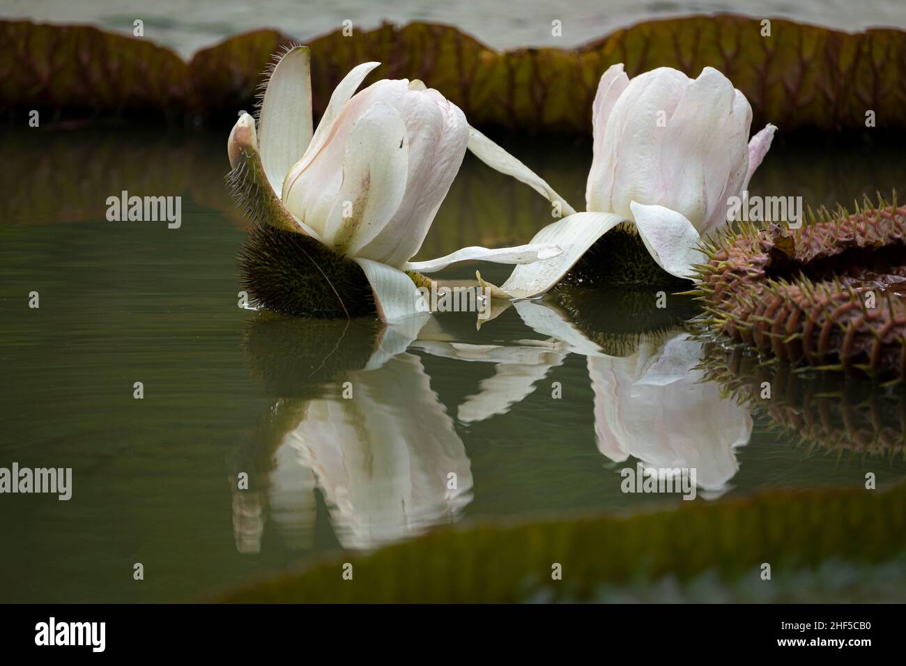 The king lotus, is a lotus of enormous size Stock Photo Alamy