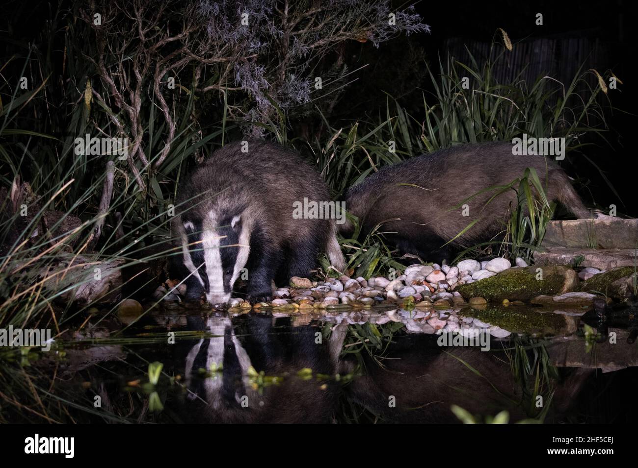 Badger, fox, wood mouse feeding in garden captured using DSLR camera trap technology Stock Photo